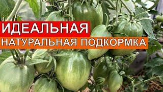 ЛУЧШАЯ НАТУРАЛЬНАЯ ПОДКОРМКА ДЛЯ ОГУРЦОВ, ТОМАТОВ, ПЕРЦЕВ