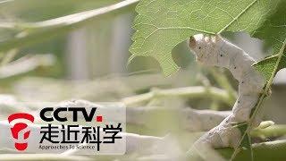 《走近科学》 破解基因好养蚕（下）20190709 | CCTV走近科学官方频道