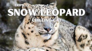 Snow Leopard - The Asian Mountain Cat - Trips TV