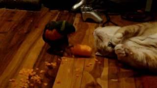 Buzz the lorikeet playing with a carrot and a ginger cat