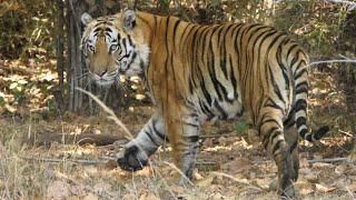 AMAZING INDIAN TIGER SAFARI