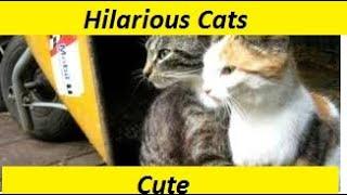 Hilarious Cats - They Are Cute.