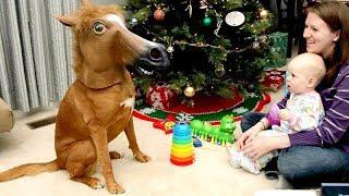 ANIMAL REACTIONS to CHRISTMAS GIFTS are even FUNNIER THAN KID REACTIONS - Funny compilation