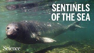 These seals are mapping their changing habitat