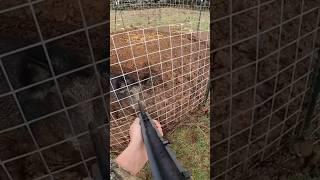 Wild boar bites the rifle! #pig #hog #trapper #trapping #wildanimal #boar #wildlife #wildboar