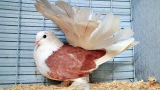 FANCY PIGEONS - Pigeon Fancier's Society of NSW - Eastern Classic Show 2022