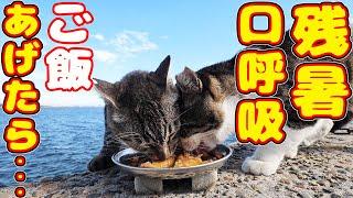 残暑で口呼吸している猫にご飯をあげたら・・・ さくらねこへの給餌 癒され野良猫動画 感動猫動画