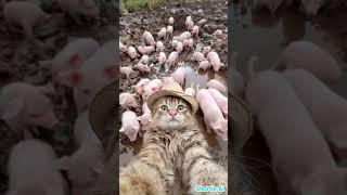 SAY MEEEOOOOWWWW #ai #selfie #cutenessoverload #highlightseveryone