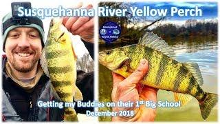 Maryland Yellow Perch Fishing and Tips on How to Catch 'Em