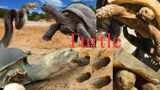 The Oldest Turtle In The Gambia At Snake Farm/ VM International TV Show