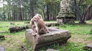 Lovely monkey look so beautiful.