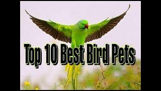 Top 10 Best Pet Birds | Parrots, Parakeets, Conures, and More!