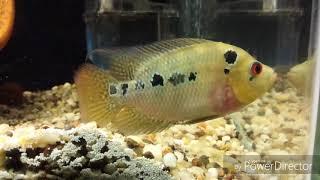 Fishlaw1 - Top 5 Most Profitable Cichlids to Invest in