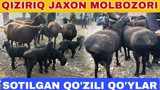 SOTILGAN QO'ZILI QO'YLAR NARXLARI QIZIRIQ JAXON MOLBOZORIDAN 22.12.2024