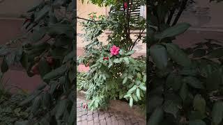 Территория отеля Hotel Maryelen в Риме