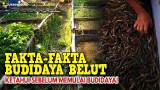 HERE ARE THE FACTS OF EEL CULTIVATION - KNOW BEFORE YOU START CULTIVATION!