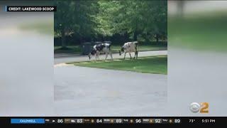 Pair of cows spotted roaming through yards in Toms River, N.J.