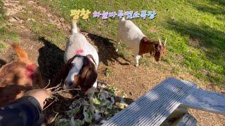 K trip K여행 평창 하늘마루 염소목장Pyeongchang Sky Maru Goat Ranch