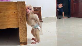 Super funny! Monkey Luk shy with Thang when incident