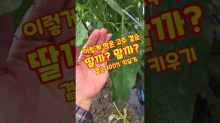 부직포터널재배 이렇게 많은 고추곁순 딸까? 말까? 곁순 100 % 키우기 #shorts