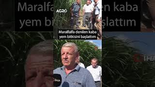 Çiftçi Türkiye'de İlk Defa Dikti! 60 Günde 3 Metre Büyüyen Yem Bitkisi Maralfalfa #shorts