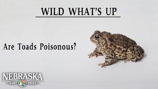 Wild What's Up Week One:  Are Toads Poisonous?