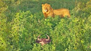 When a Lion Finds a Sleeping Wildebeest…