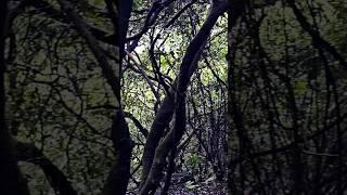 Nature#jungle#natures artistry #youtube shorts