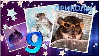 Лучшие приколы про ШИНШИЛЛ! Смешные ШИНШИЛЛЫ! Funny chinchillas#9