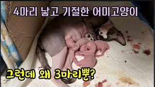 [감동주의]도도가 새끼를 낳았어요(리얼한 고양이 출산영상, 스핑크스 고양이 출산의 모든것, birth of 4 cute baby sphinx kittens)