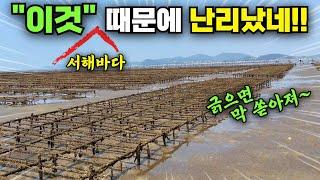 요즘 서해바다 긁으면 무조건 쓸어 담아서 난리!! 비싼 녀석 줍줍~널렸다 널려~