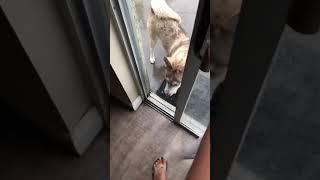 Dogs are afraid of thunder #dog #pet #funny #funnyvideos #animals