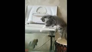 fish to catch a cat,捉猫的鱼