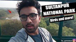 Sultanpur National Park || Reaching Sultanpur ||Types of birds & seasons|| Must go places near Delhi