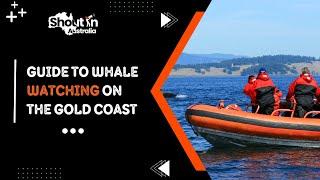 Guide to Whale Watching on the Gold Coast | 2024 | Shout N Austraila