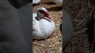 Тяжелая немецкая линия. Мускусная утка.