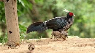 khaleej Pheasant with chicks