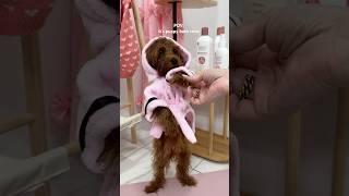 it’s Tia’s bath time! #bath #bathtime #dog #poodle #asmrsounds #shorts