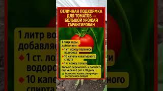 ЛУЧШАЯ ПОДКОРМКА ДЛЯ ТОМАТОВ — УРОЖАЙ БУДЕТ БОГАТЫМ!