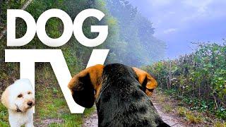 GoPro DogTV | 10hrs of Relaxing Virtual Dog Walks Through Scenic Forests  Dog POV