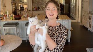 My New Ragdoll Kittens! | CUTEST RAGDOLL KITTENS