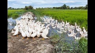 Canards des rizières | CrowdFarming