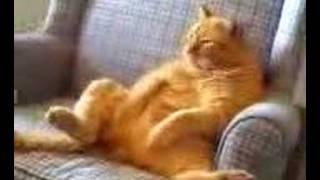 Video Phone (Butterscotch "The Cat Man".3g2)