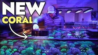 Buying NEW CORAL & Fish for My Saltwater Aquariums