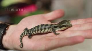 TWO HEADED BLUE TONGUE LIZARD!