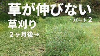 草の刈り方で２ヶ月後も伸びる草を抑える 高刈りすげぇ