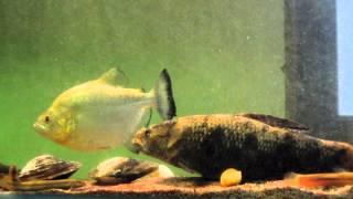 wolf fish and piranha