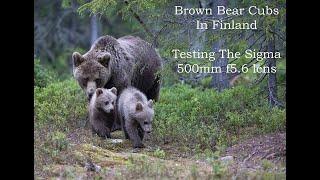 Brown Bears In Finland using the Sigma 500mm f5.6