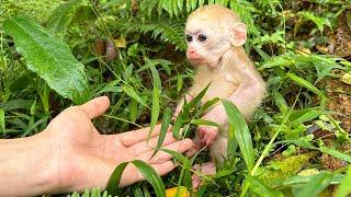 Baby Monkey Jic Jic abandoned was brought home by Dad to care for