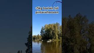 +5kg toutain lyö pintavieheeseen #toutain #asp #kuokkalankoski #fishing